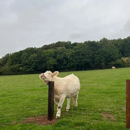 Orman Evi The Shepherd's Nest Bristol