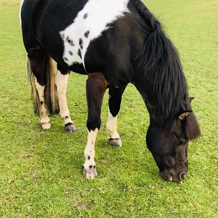 The Shepherd's Nest Orman Evi Bristol