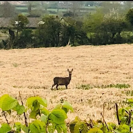 The Shepherd's Nest Orman Evi *