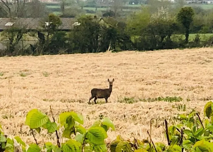 The Shepherd's Nest بيت خشبي *