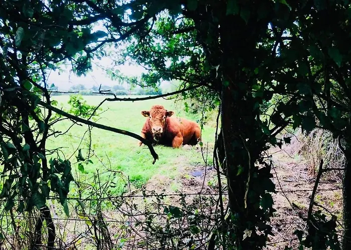 山林小屋 The Shepherd's Nest